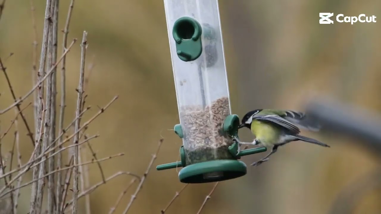 RSPB big garden birdwatch 2026