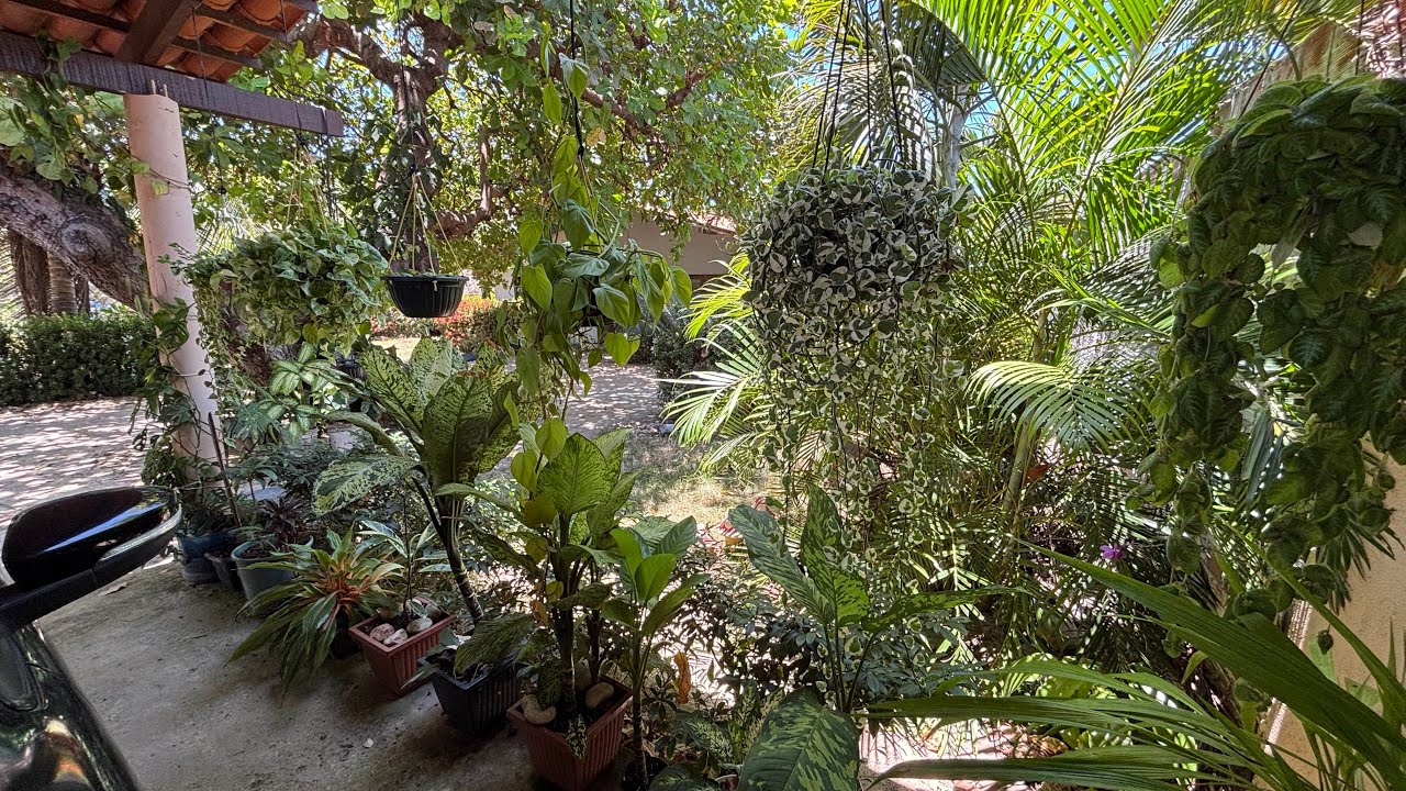 TOUR PELAS PLANTAS DO MEU QUINTAL NO INTERIOR SO CEARÁ🌺🌸🙏🏼