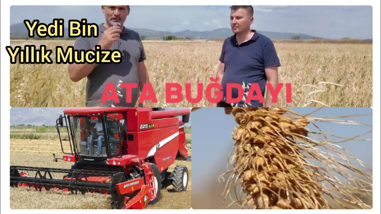 Yedi Bin Yıllık Ata Buğdayı Efsanesi