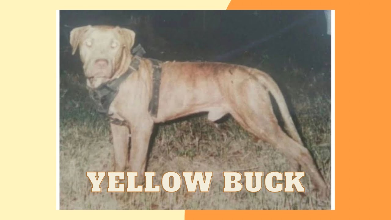 Stone City Kennel’s YellowBuck (6XW) POR