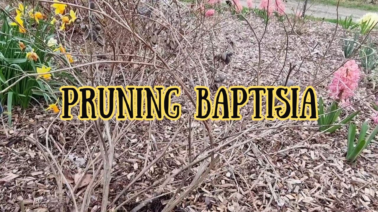 Pruning Baptisia