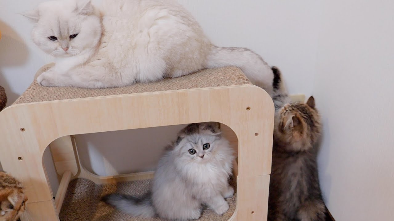 Котенок, провоцирующий разгневанного папу-кота, слишком опасен!