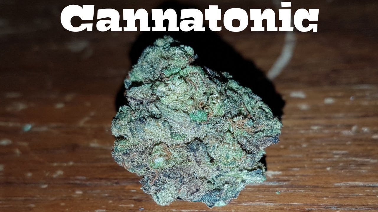 Strain Review - Cannatonic AKA Temple