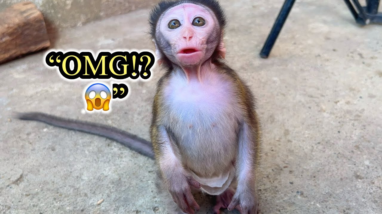 “Baby Monkey Cici Panicked When She Realized It’s Diaper Change Time 😱🐒😂”