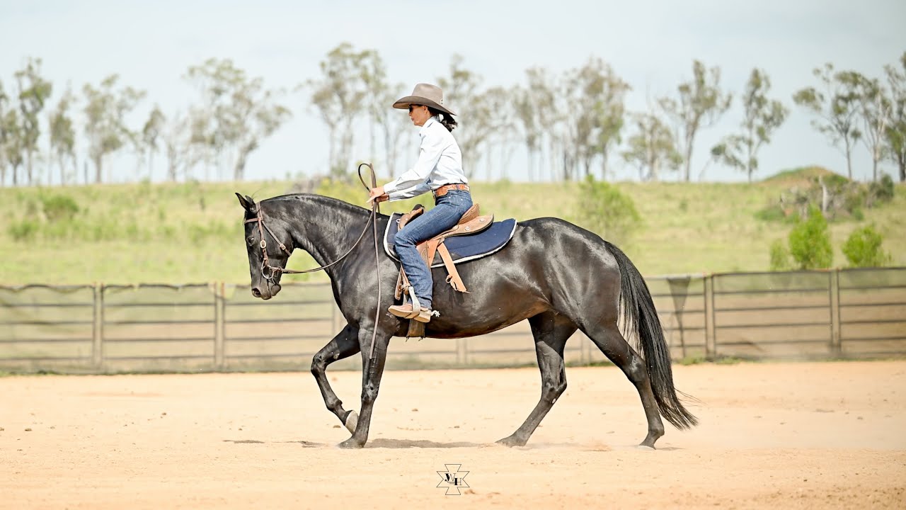 Tassadelight LOT 64, 2026 Nutrien Classic Sale 