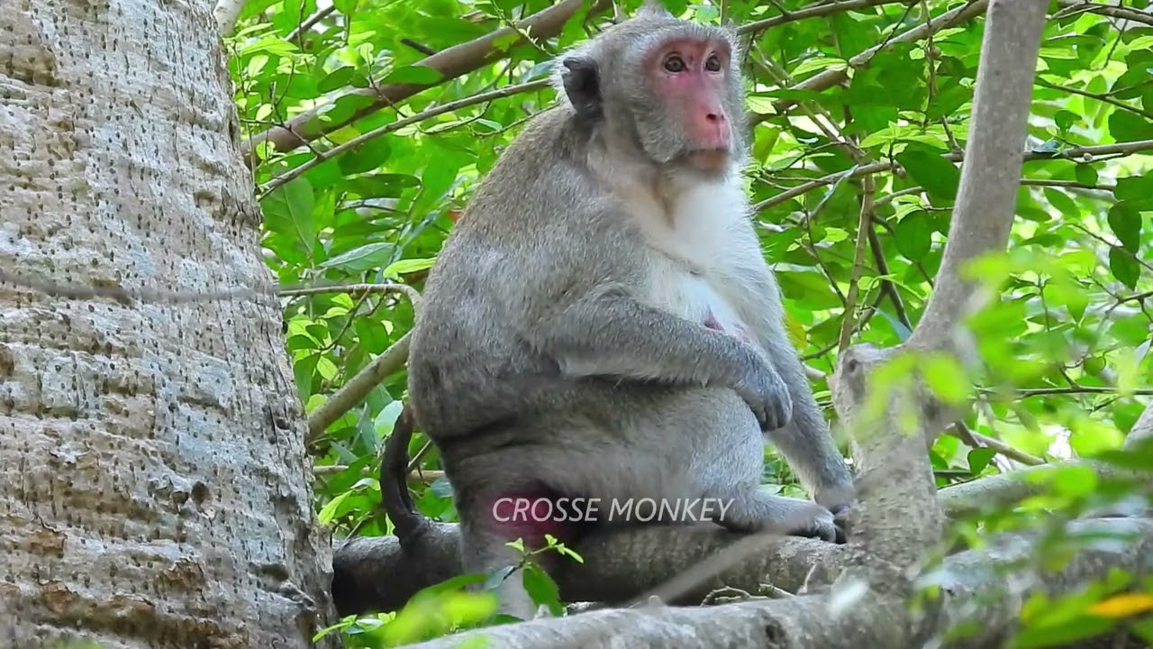 Update 17-02-2022! Pregnant monkey Jane