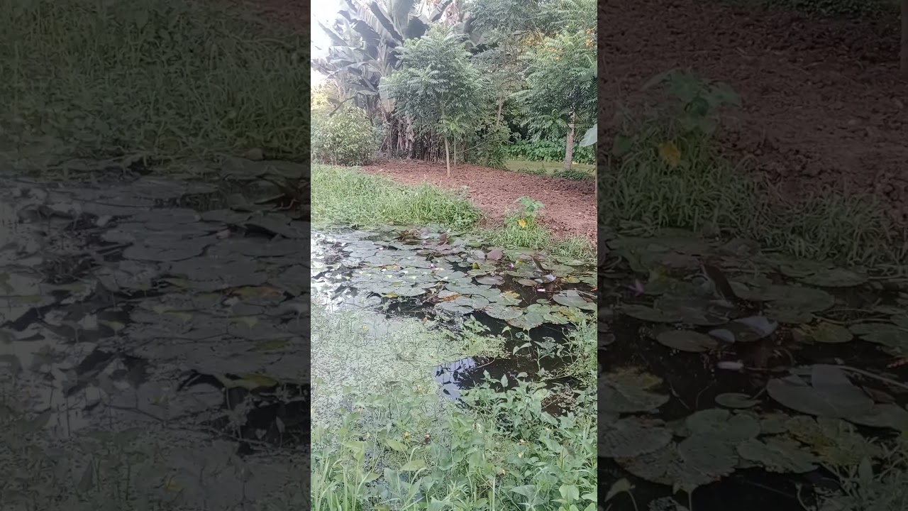 Slow Living in the Countryside | Green Fields Relaxation #naturelovers