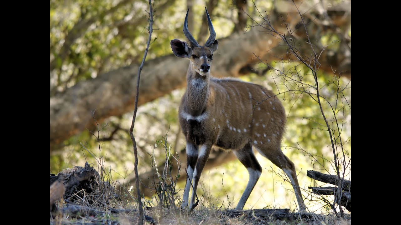 5 Fun Facts About The Bushbuck