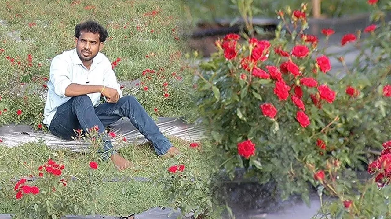 நல்ல லாபம் தரும் மூக்குத்தி ரோஜா சாகுபடி | Rose Harvesting | Malarum Bhoomi