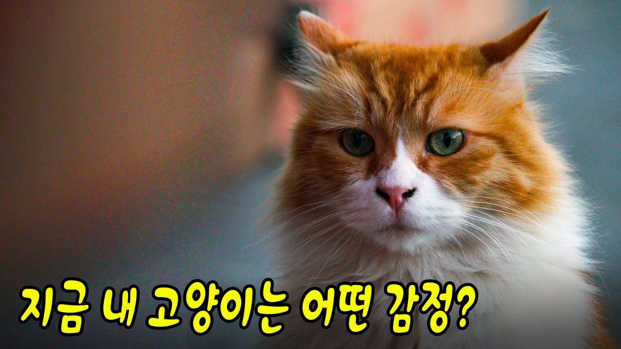 고양이가 보내는 감정 신호 7가지 – 이건 꼭 아셔야 합니다
