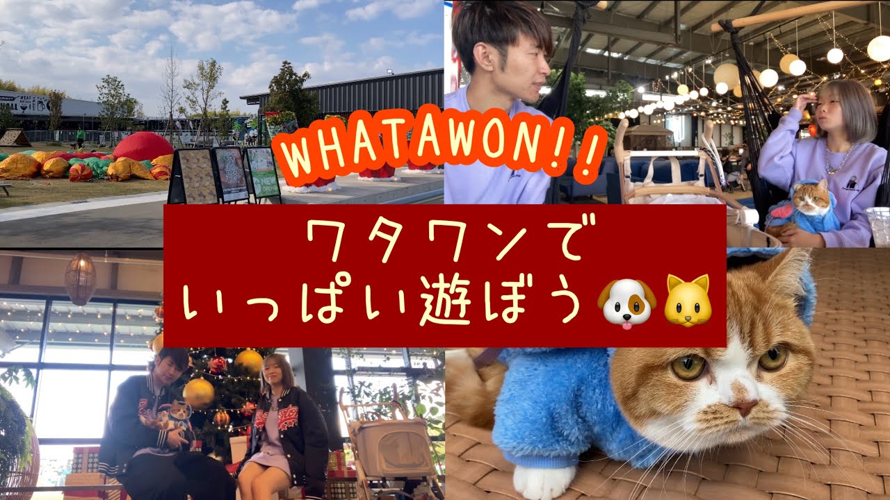 【ワタワン】ラテ1才の誕生日に家族みんなでおでかけ！🐱🎀✨ ※投稿日、結婚1年記念🤭