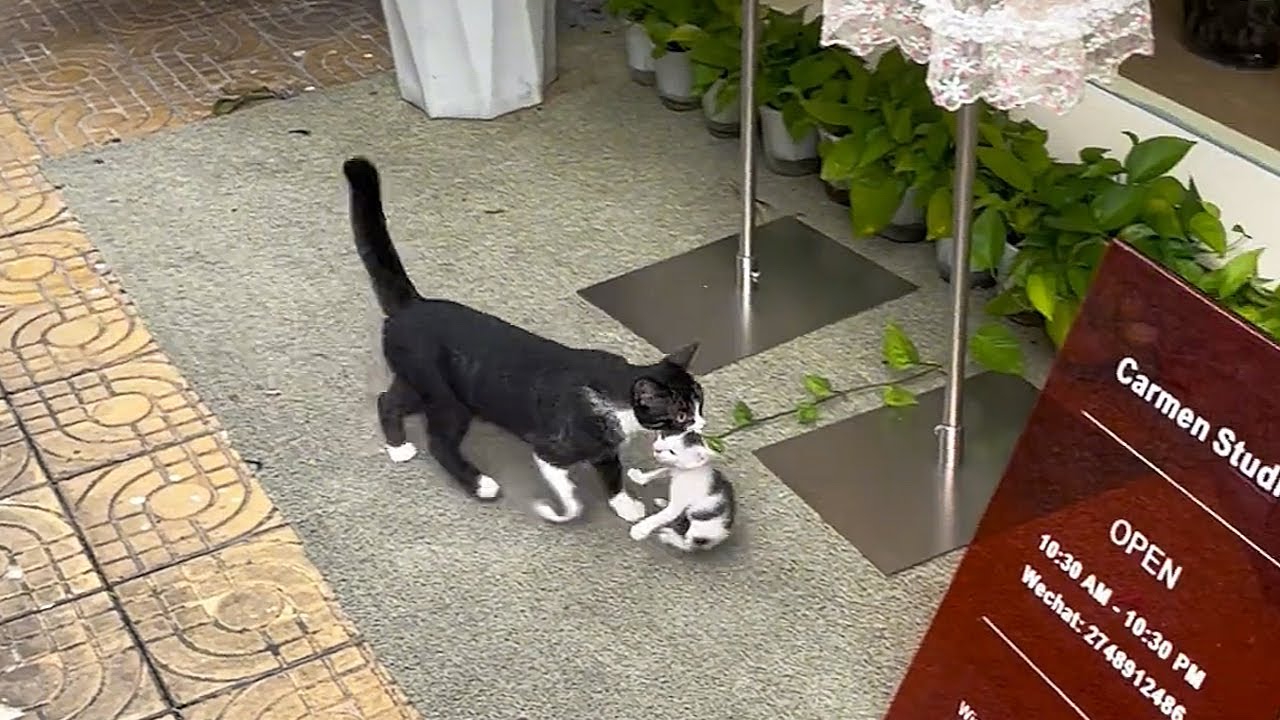 Бездомный кот, которого я приютила от дождя неделю назад, сегодня привел своих котят!