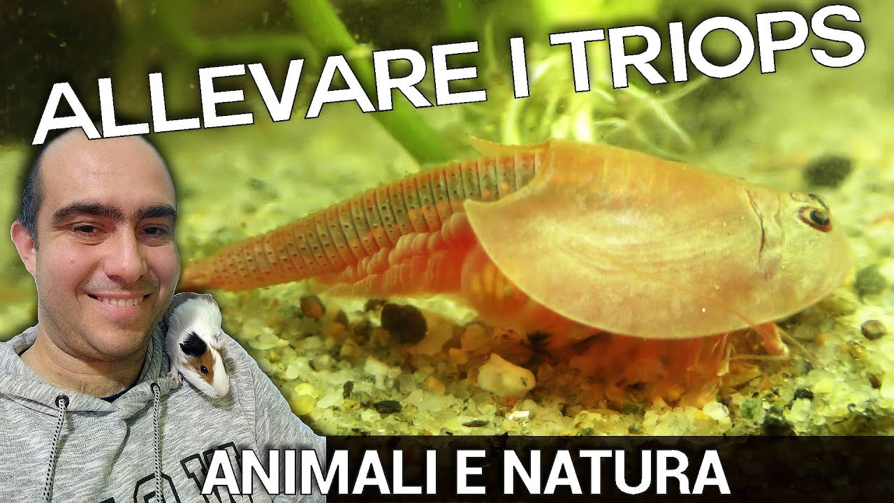 Triops, come allevare: esperimento didattico per bambini e ragazzi. Fantastico e divertente!