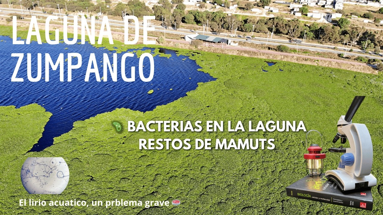 ⚠️ La Laguna de Zumpango Bajo el Microscopio: Historia, Lirio y Bacterias Ocultas
