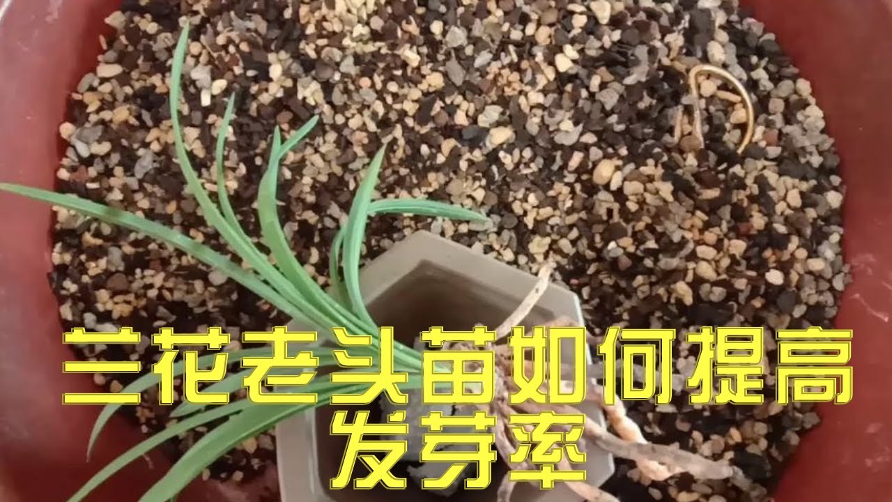 兰花老头苗如何种植提高老头发芽率