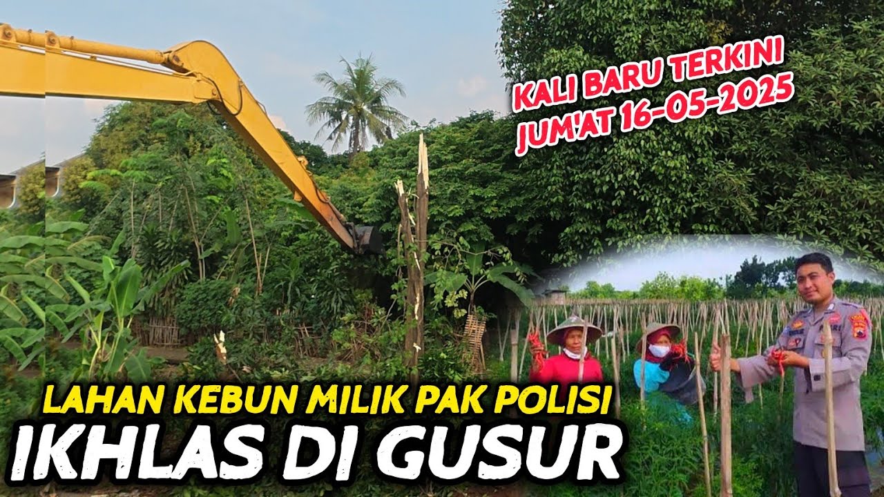 TERKINI KALI BARU❗️SIAPA SANGKA KEBUN PAK POLISI INI KENA GUSUR JUGA