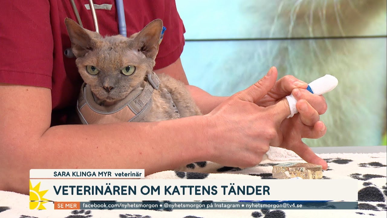 S&aring; vet du om din katt har d&aring;lig munh&auml;lsa | Nyhetsmorgon | TV4 & TV4 Play