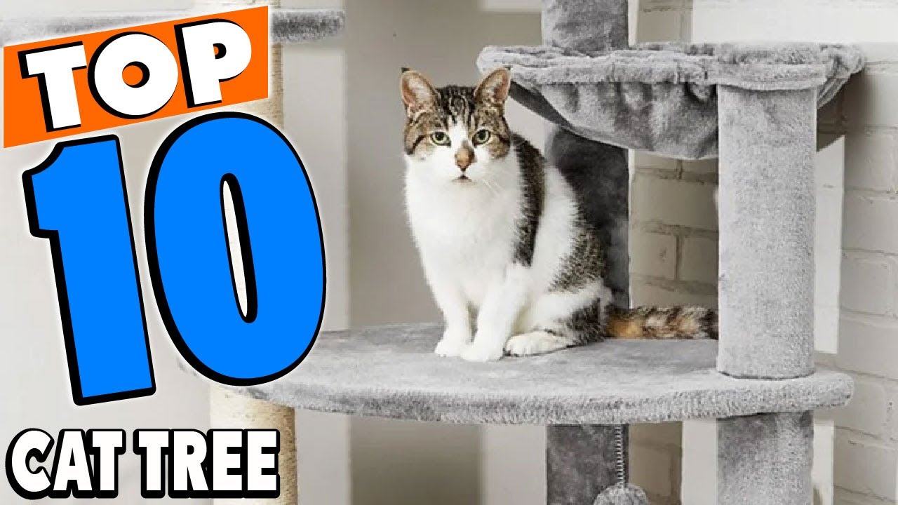 Top 10 Best Cat Trees Review In 2025