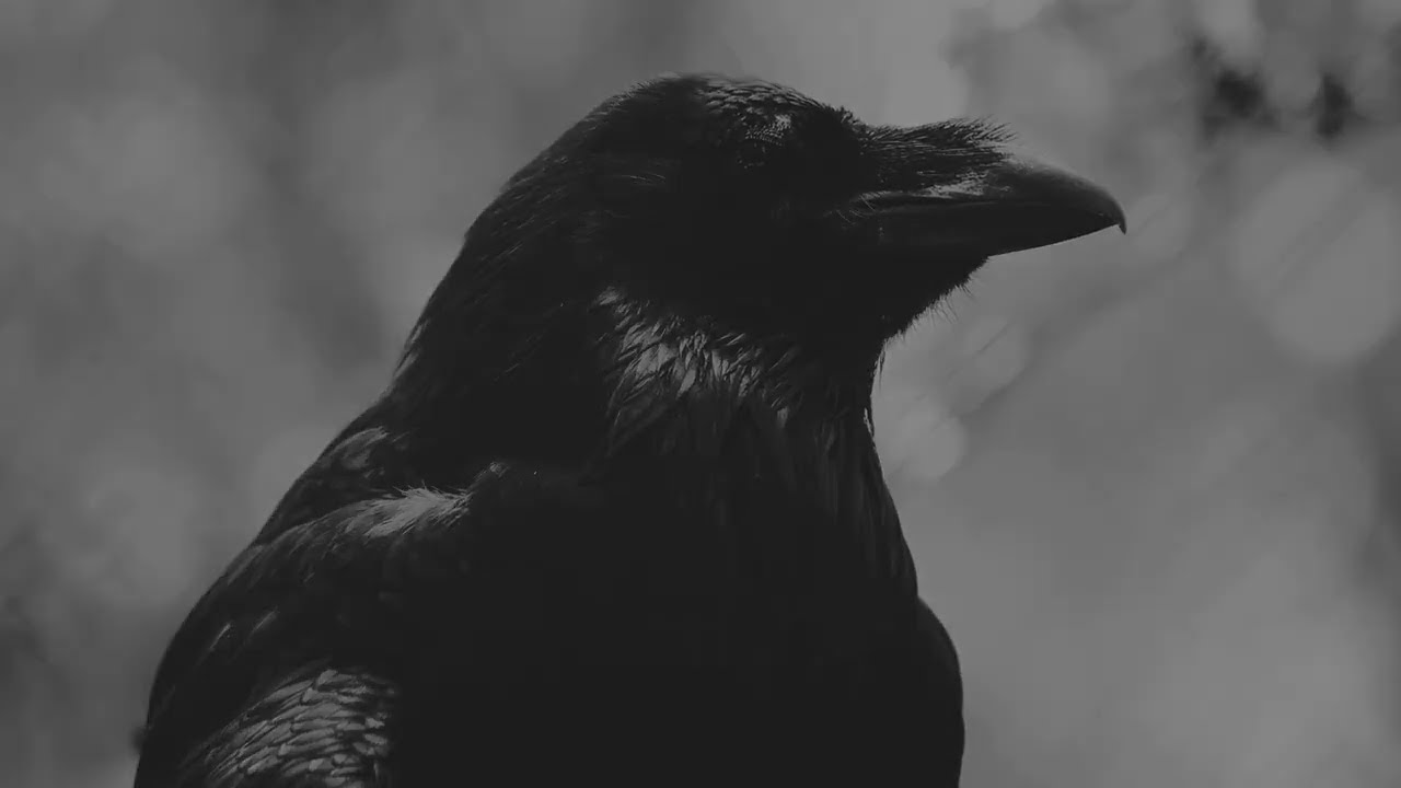 Kate McCannon by Colter Wall Music Video