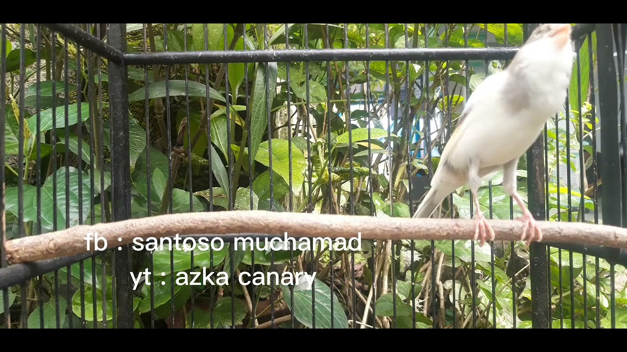 Paancingan suara burung kenari paud dijamin 100% kenari paud anda langsung nyaut ! Buktikan