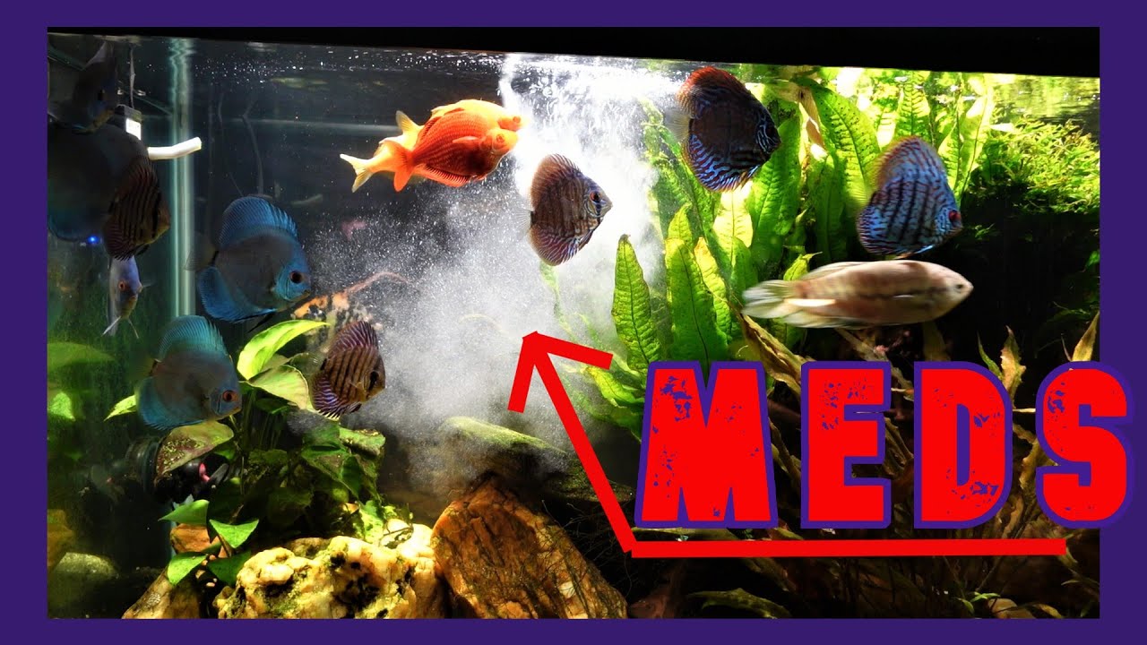 Medicating My 125 Gallon Tank With API Fin And Body Cure