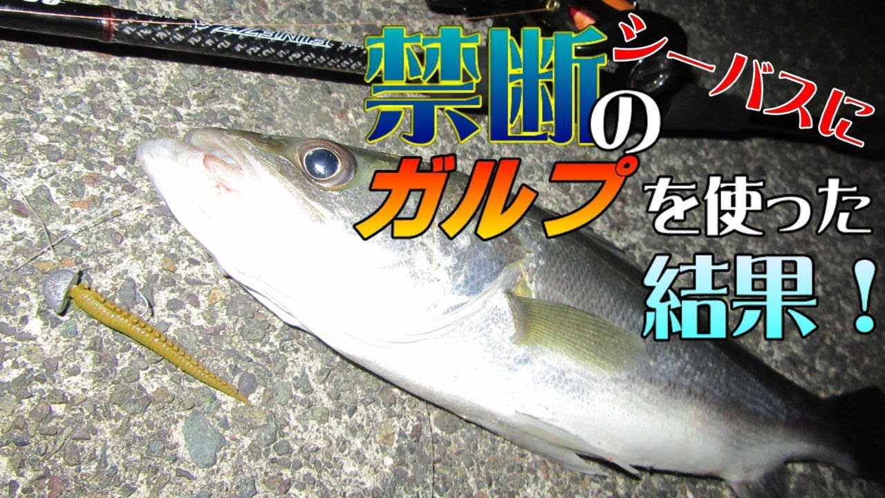 シーバスもガルプを使ったら爆釣するんじゃない？と思い禁断のガルピング釣法に手を出してしまった結果！