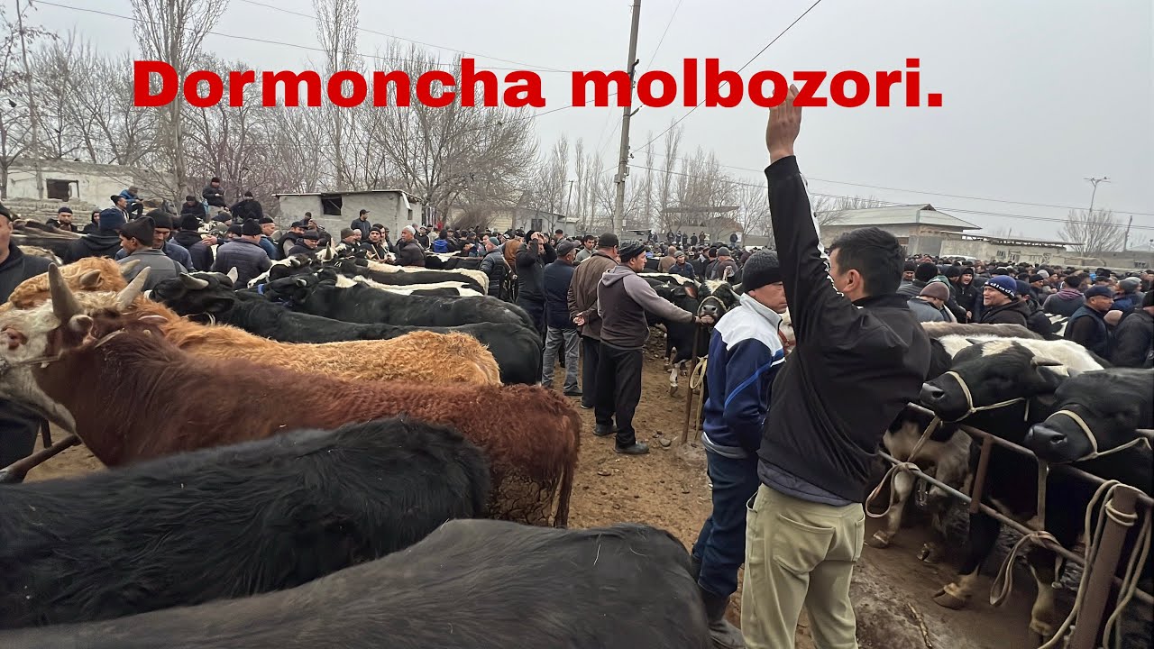 Molbozor narxlari Dormoncha molbozori✅✅✅👍👍🔥🔥😱😱💯💯🤝🤝🤝