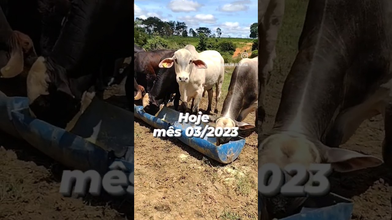⚠️Quanto tempo leva um bezerro a boi gordo #pecuaria #gado #bezerro