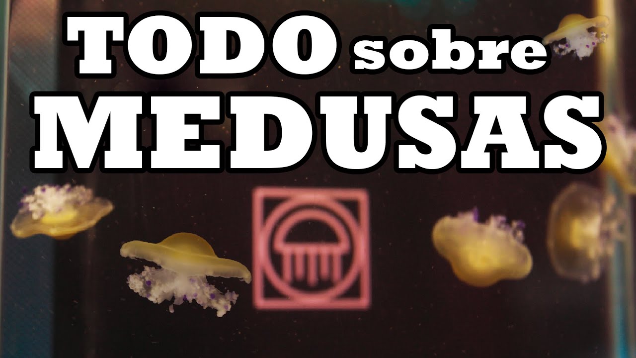MEDUSAS COMO MASCOTA //TODO LO QUE NECESITAS SABER  🥞👾​😍​