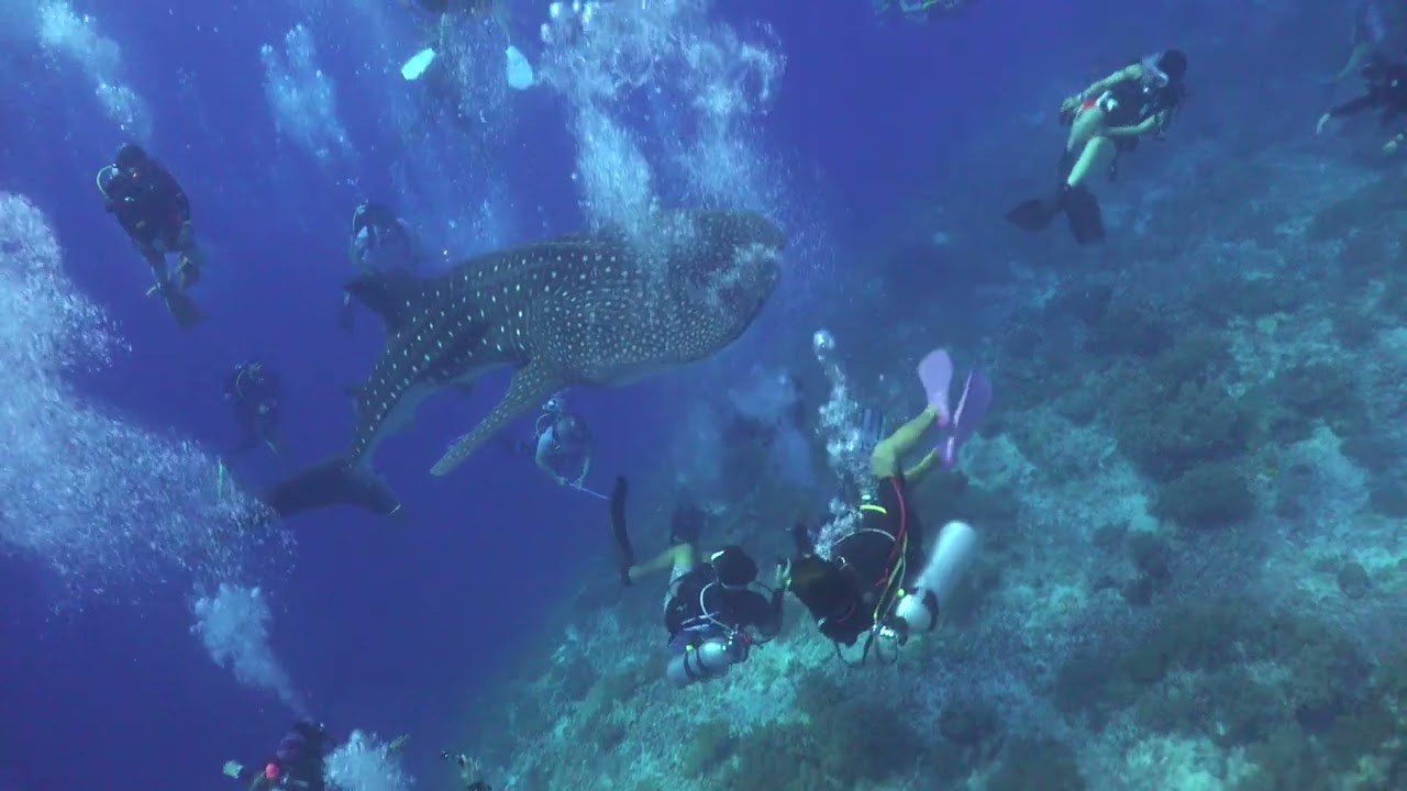 Curious Whale Shark Nips Diver || ViralHog