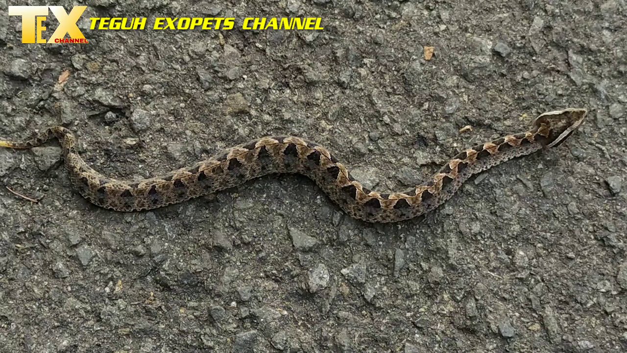 ULAR TANAH SI RANJAU DARAT/CALLOSELASMA RHODOSTOMA (MALAYAN PIT VIPER)