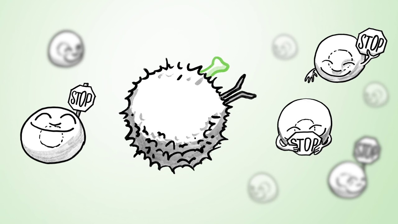 The Immunsystem has a major impact on fighting cancer.