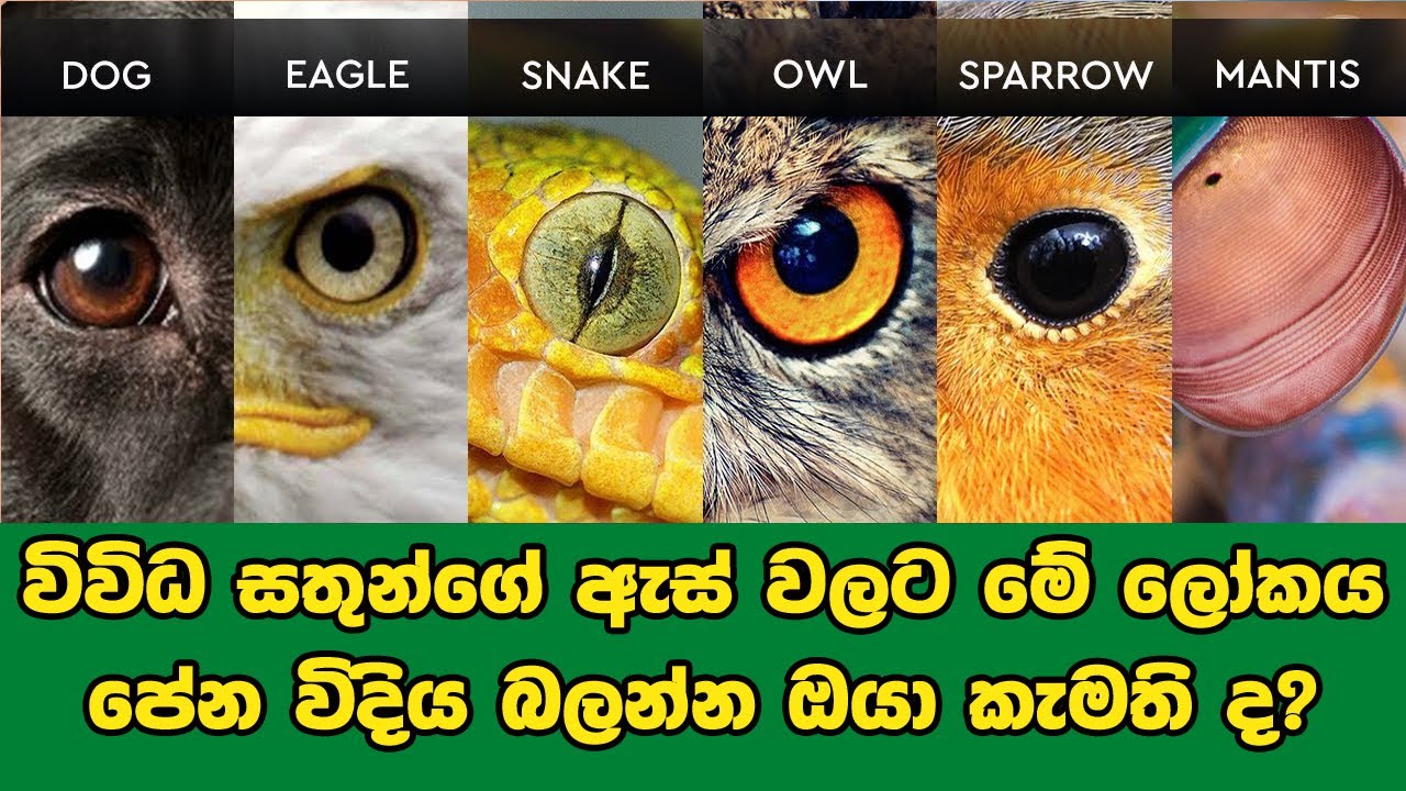 විවිධ සතුන්ගේ ඇස් වලට මේ ලෝකය පේන විදිය බලන්න ඔයා කැමති ද | How Different Animals See The World