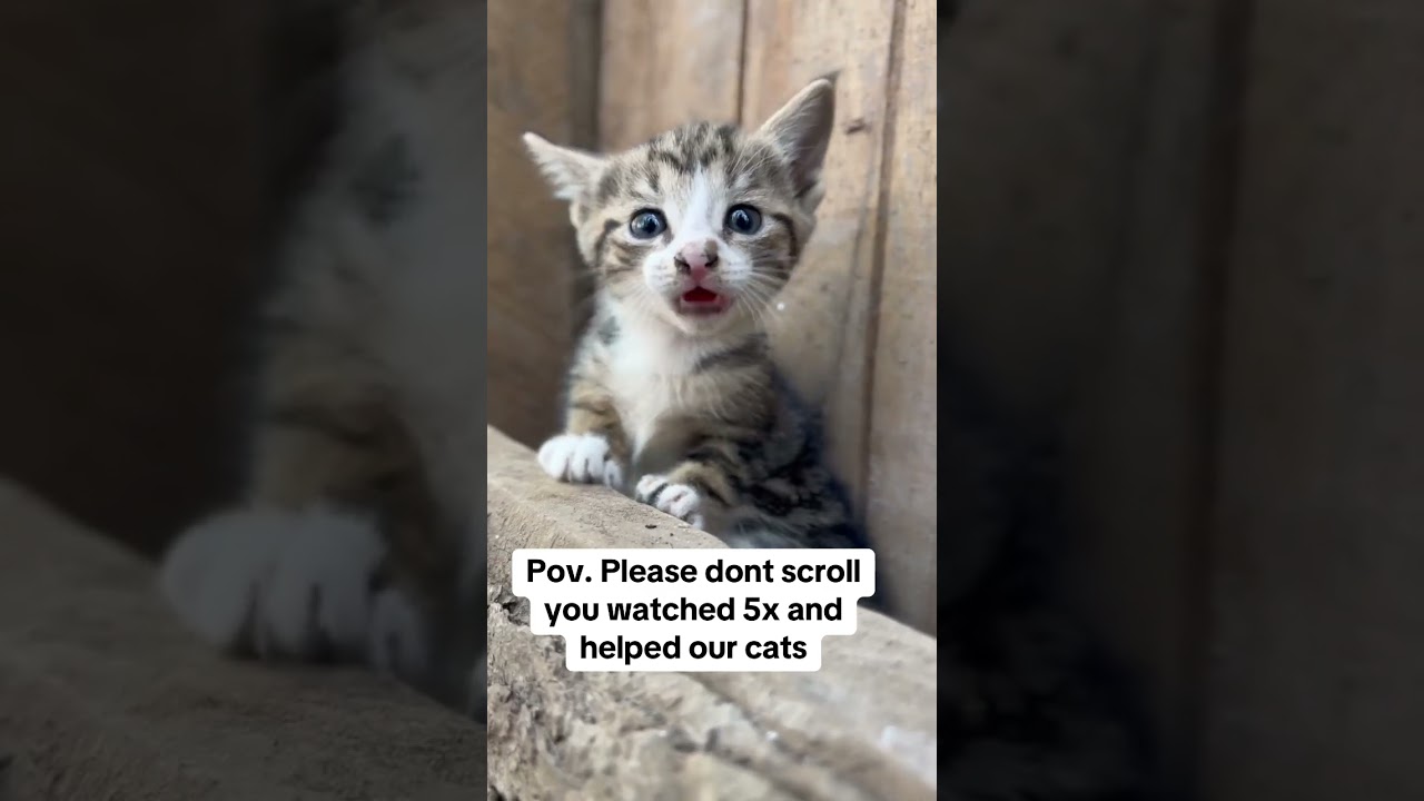 Please help my cats #cat #catlovers #animals #fyp #support