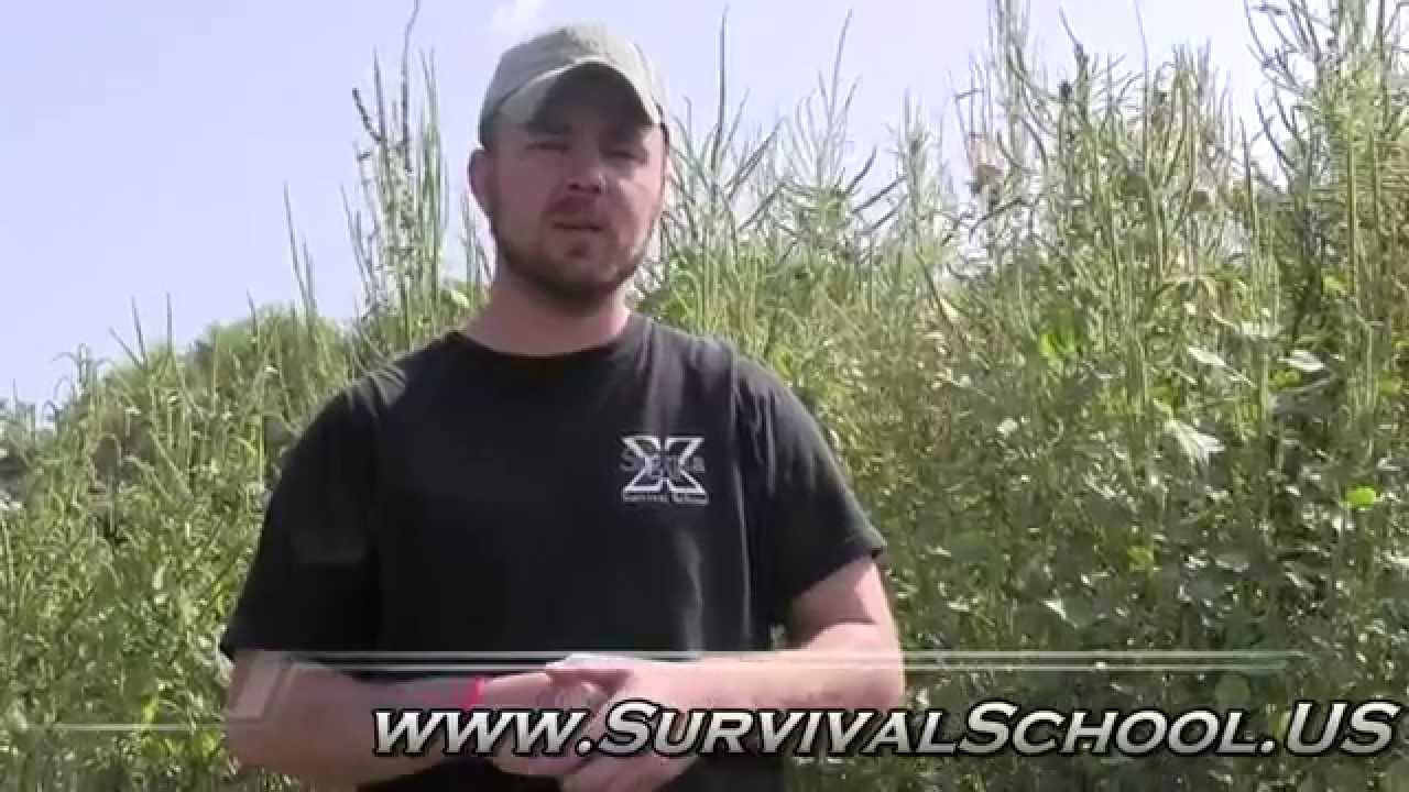 Wild Edible and Medicinal Plants Series- Amaranth 2