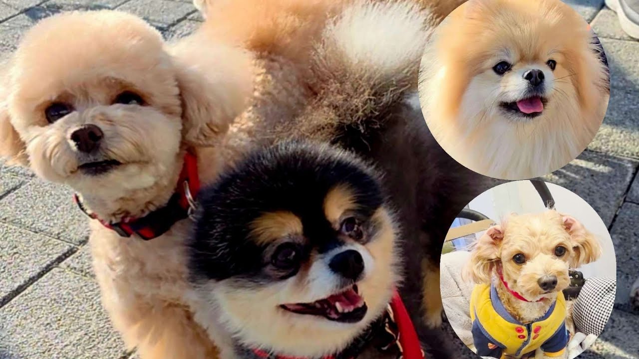 봄이 오는 소리!!🌸기분 좋은 산책🤗#소통#pet