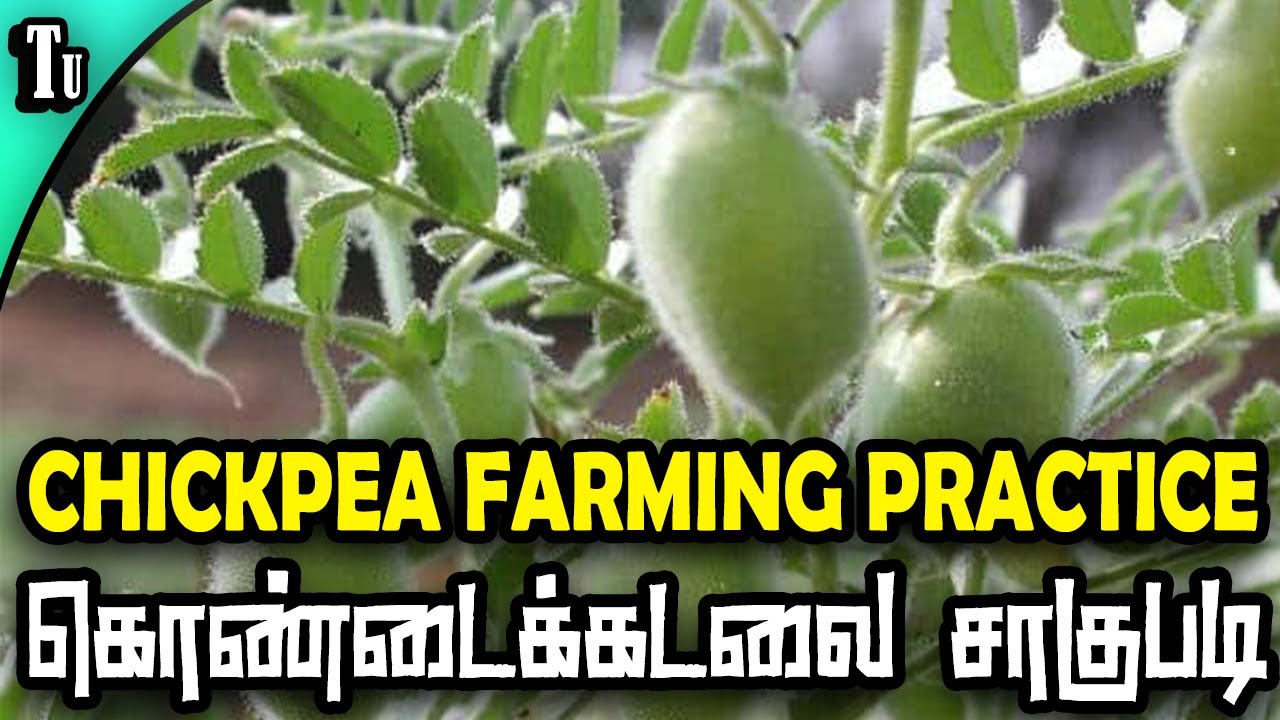 கொண்டைகடலை சாகுபடி   |  chickpea farming