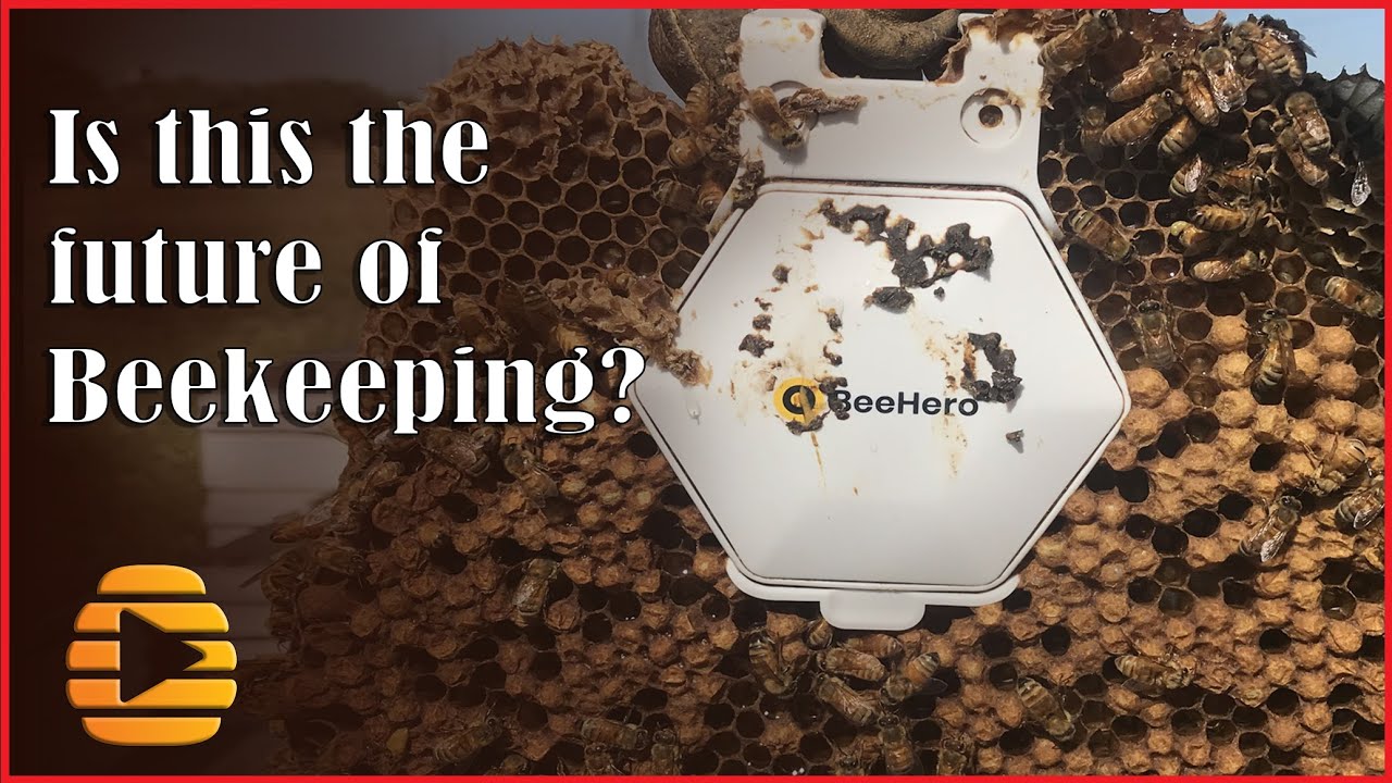 BeeHero - Sensor technology in honey bee apiaries - Is this the future of beekeeping?