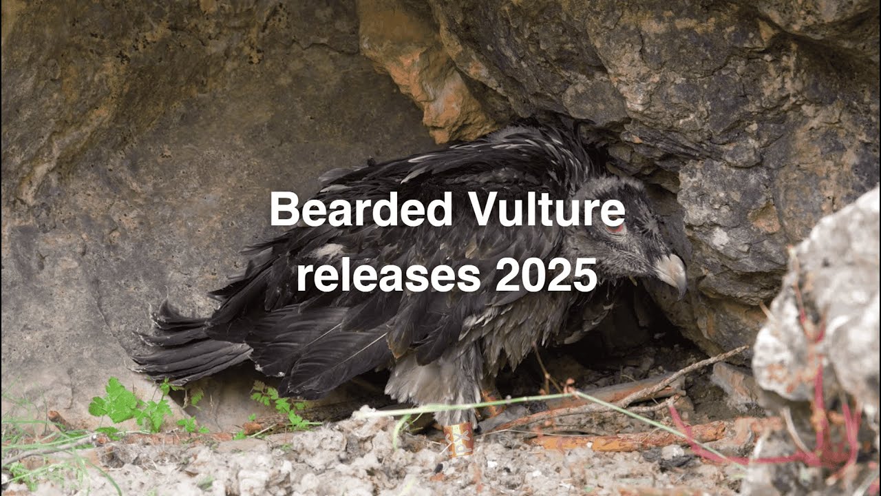 Bearded Vulture release season 2025