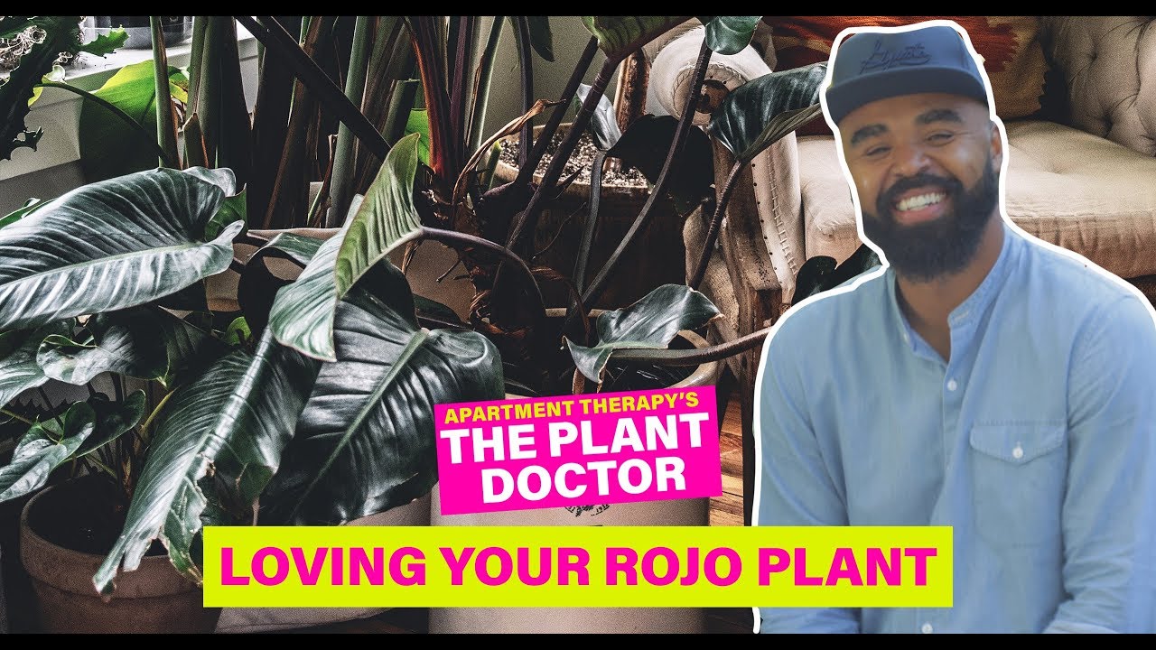 Loving Your Rojo Congo Philodendron | The Plant Doctor | Apartment Therapy