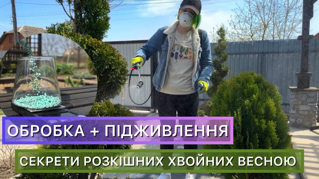 Весняний догляд за хвойними . Чим обробити від хвороб та шкідників , коли і чим підживити.