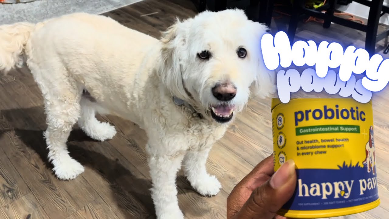 Пробиотик Happy Paws для собак 🐶 | Здоровье кишечника, пищеварение и блестящая шерсть!