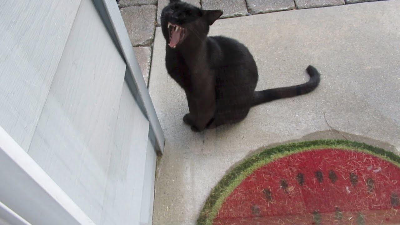 Boo Day 42 - The Mouse - Training And Socializing A Feral Cat