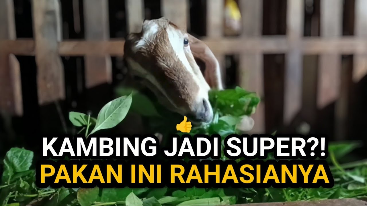 7 Pakan Tepat Bikin Kambing Jadi SUPER! Nomor 3 Sering Diremehkan