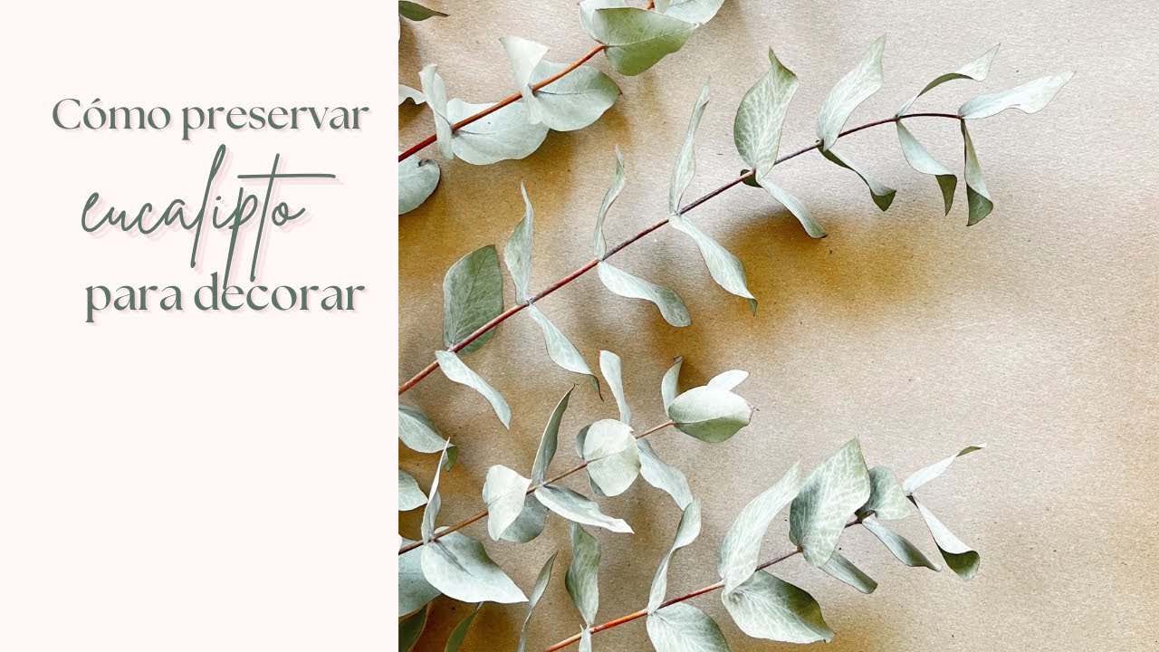 Cómo preservar eucalipto para decorar/ Tutorial para secar eucaliptus