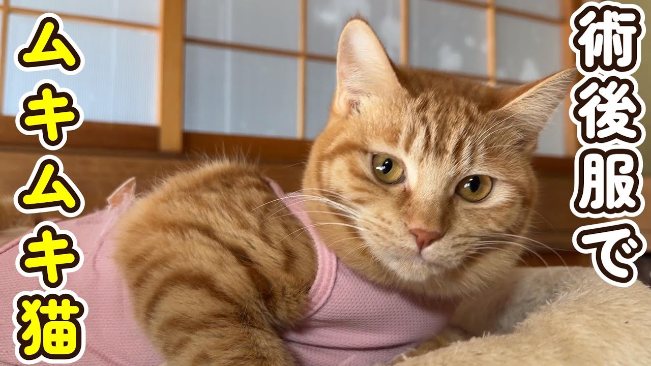 茶トラんずがメカ手術によってムキムキに