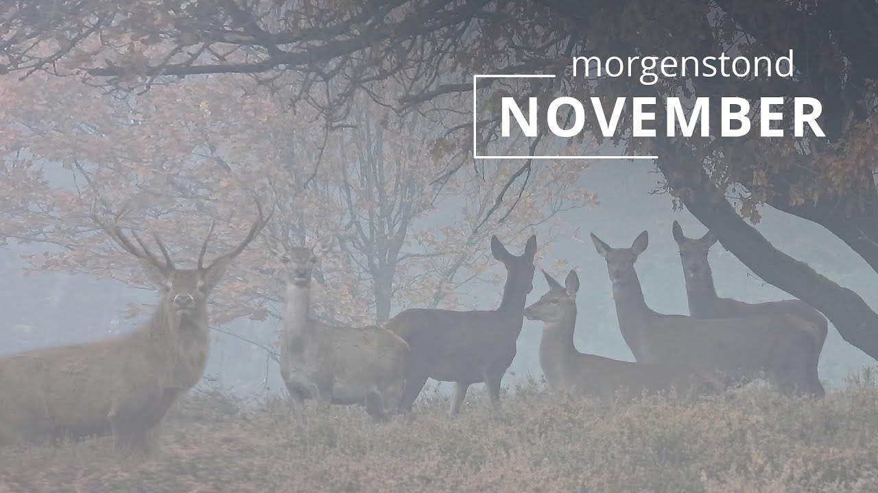 #125 - NOVEMBER - morgenstond