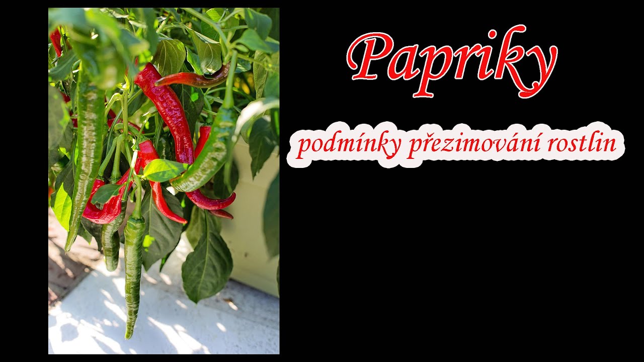 papriky - podmínky přezimování rostlin