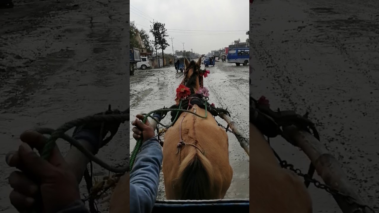 Birjung vlog