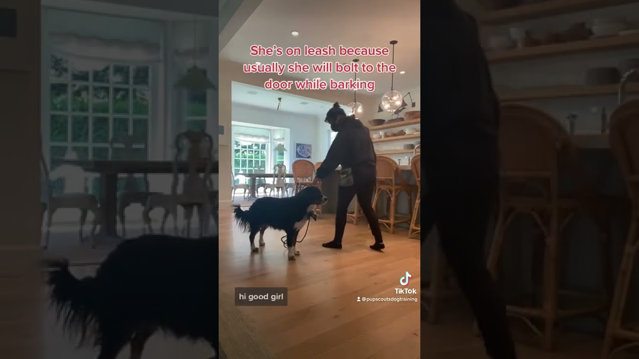 Using a Pet Corrector to Disrupt & Manage Barking
